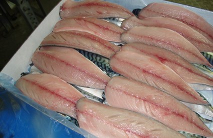 Mackerel Hand Cut Fillets