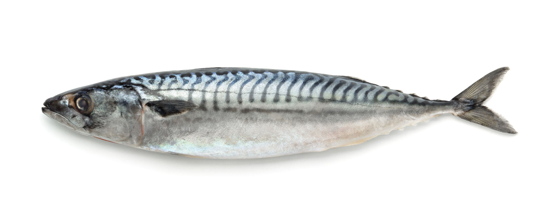 У скумбрии например прямое и гладкое. Скумбрия атлантическая макрель. Mackerel Fish скумбрия. Скумбрия 300-500 Эквадор. Скумбрия 200 400 н/р см вес.